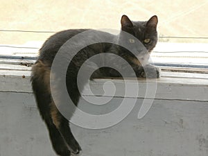 Grey cat Alisa photo