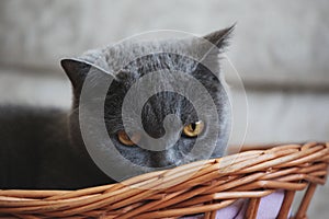 Grey Cat Basket Portrait interior natural light