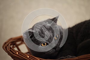 Grey Cat Basket Portrait interior natural light