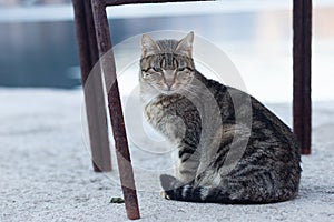 Grey cat on the beach