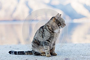 Grey cat on the beach