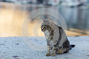 Grey cat on the beach