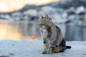 Grey cat on the beach