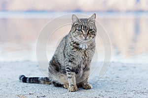 Grey cat on the beach