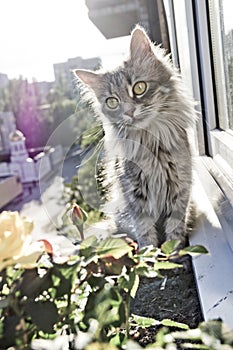 Grey cat with big yellow eyes