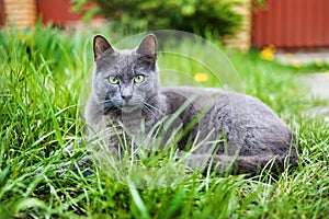 Grey cat with big yellow eyes sitting outdoors in nature on grass observing the garden
