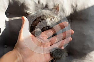 Grey cat bites a person