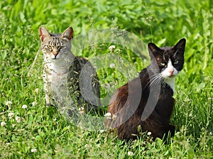 Grey cat and black cat in grass