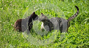 Grey cat and black cat in grass