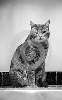 Grey cat in black and white