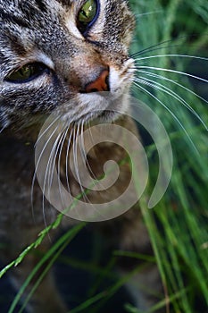 Grey cat with black and white stripes and cat eyes standing on wild meadow