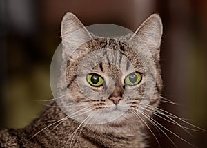 Grey cat with bright green eyes lies on the floor