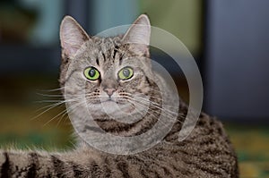 Grey cat with bright green eyes lies on the floor