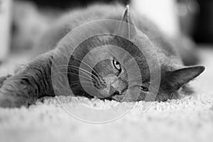 Grey cat on carpet