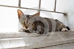 grey cat on the cement wall
