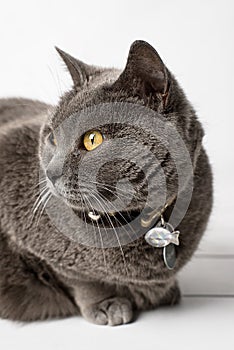 Grey cat chartreux