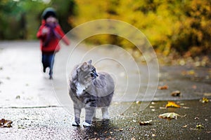 Grey cat and a child on autumn day