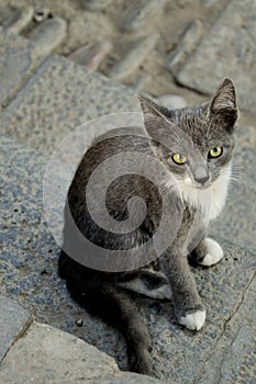 A grey cat closeup sitting on a street. Huge green eyes.