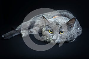 A grey cat with a collar poses on a black background