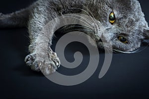 A grey cat with a collar poses on a black background