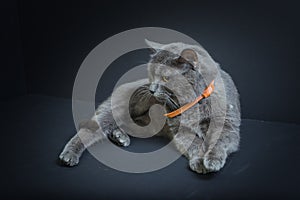A grey cat with a collar poses on a black background