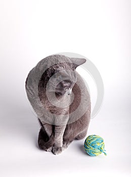 Grey cat contemplating a ball of wool