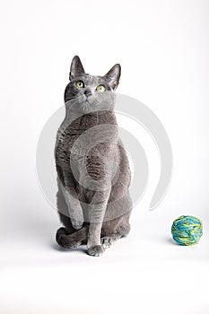 Grey cat contemplating a ball of wool