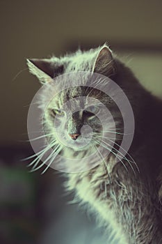 Grey cat with crazy whiskers looking intently