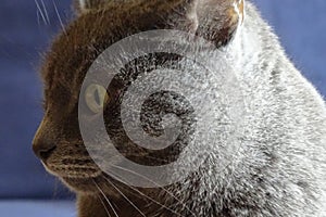 Grey cat in detail