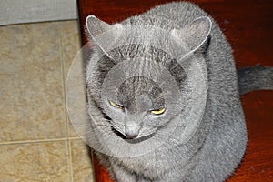 Grey cat in detail