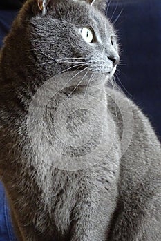 Grey cat in detail