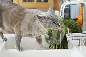 Grey cat drinking water from tap