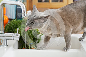 Grey cat drinking water from tap