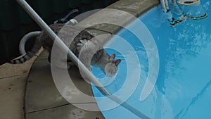 Grey cat drinks water from a dirty home pool