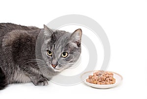 The grey cat eats the cat's canned food