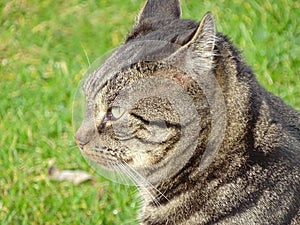 Grey cat en profil against green background