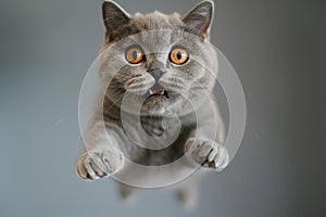 Grey cat in flight at home, portrait of funny jumping pet. Face of flying domestic animal on blurred background. Concept of humor