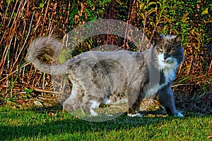 Grey cat in garden