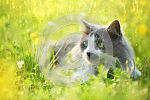 Grey cat in garden