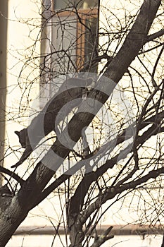 A grey cat going down the tree in front of the window