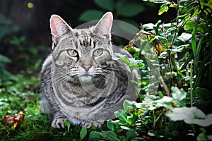 Grey cat in grass