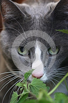 Grey Cat with green eyes