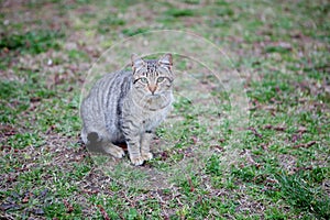 Grey cat with green eyes