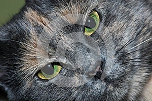 Grey Cat Green Eyes Close-up