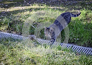 Grey cat with green eyes hunts in the grass in the park