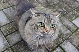 Grey cat with green eyes outdoor.