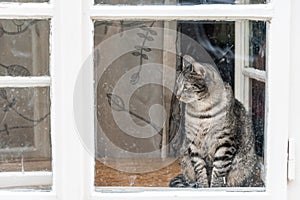 The grey cat with green eyes sitting behind the white old window with dirty glass