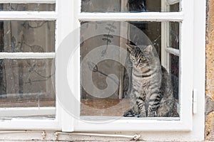 The grey cat with green eyes sitting behind the white old window with dirty glass