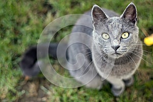 Grey cat