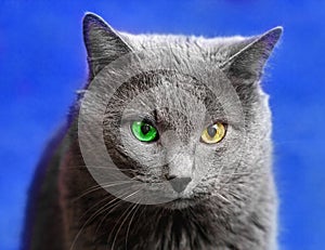 Grey cat with green and yellow eyes
